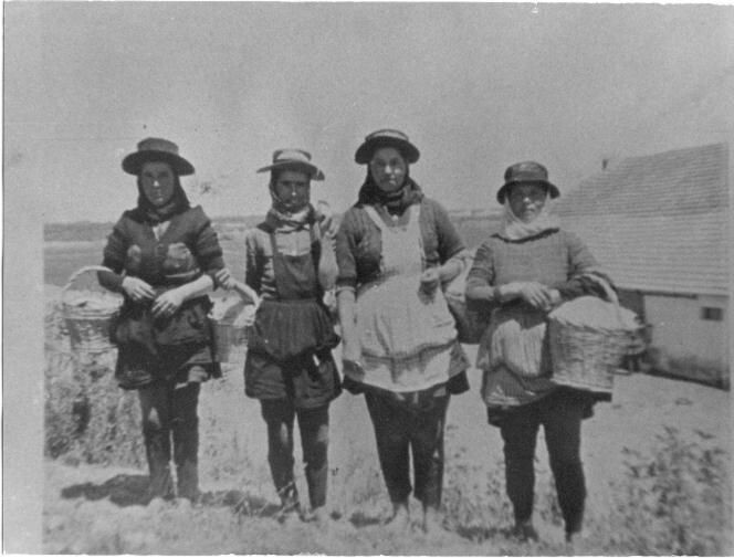 A estranha gente dos arrozais