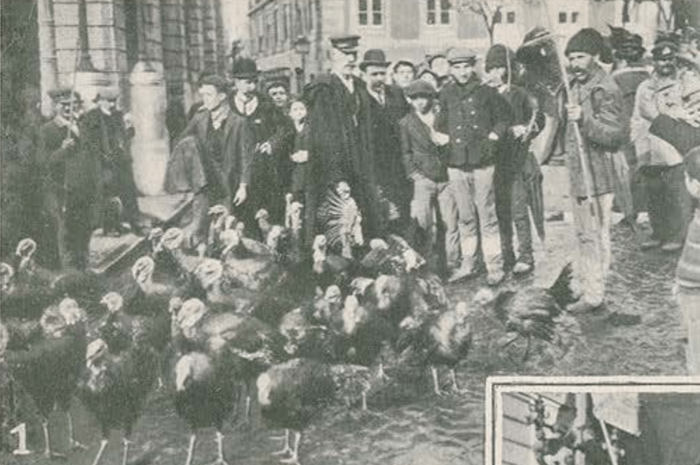 Instantâneos (110): a ave que não veio do Peru, mas vai para o forno