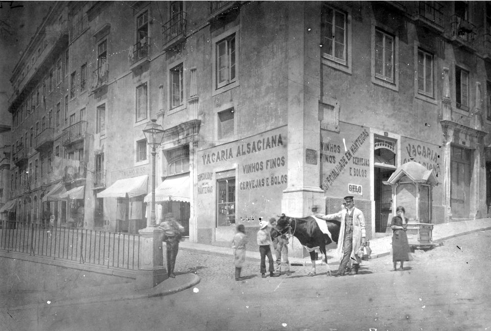 Pela imprensa (27): vacas ambulantes e leitarias espampanantes   