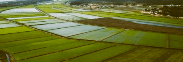 Nestes arrozais ocorria um fenómeno nunca visto e único no&nbsp;País