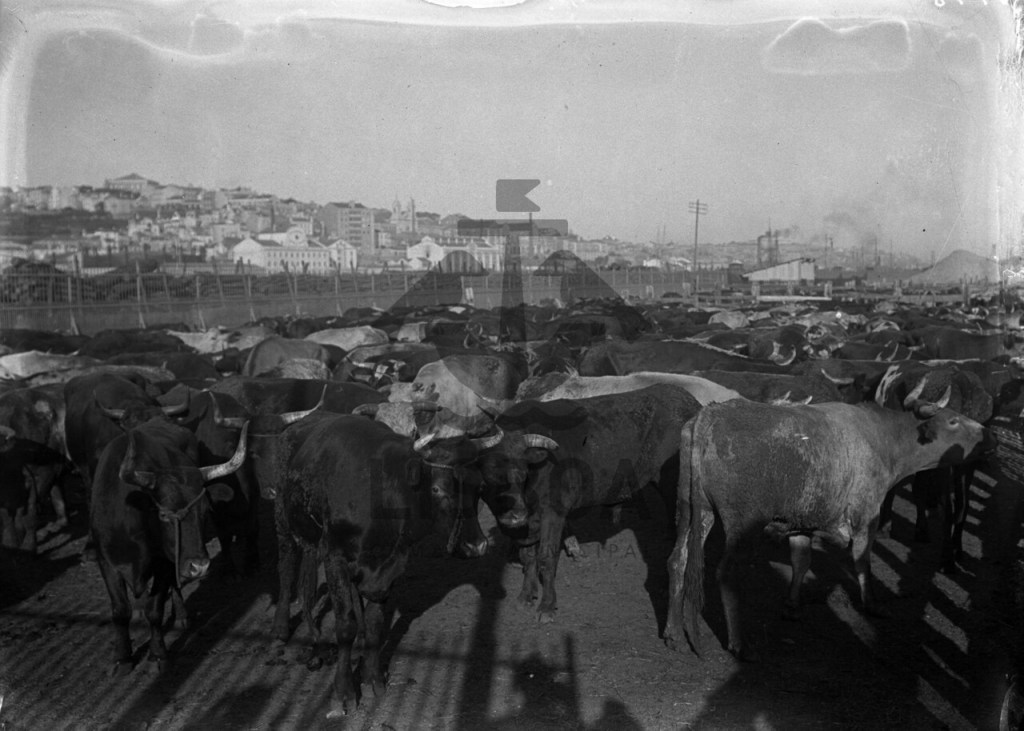 Nos cornos de&nbsp;1925