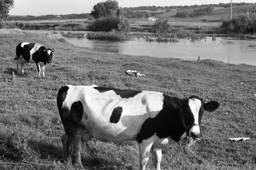 As robustas e selecionadas vacas da&nbsp;Comporta